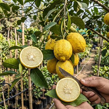 Rough Lemon (Grafted) - Fruit Plant