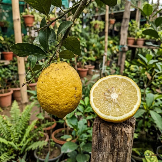 Rough Lemon (Grafted) - Fruit Plant