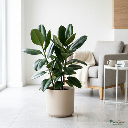 Ficus Elastica (Rubber Plant) in a planter