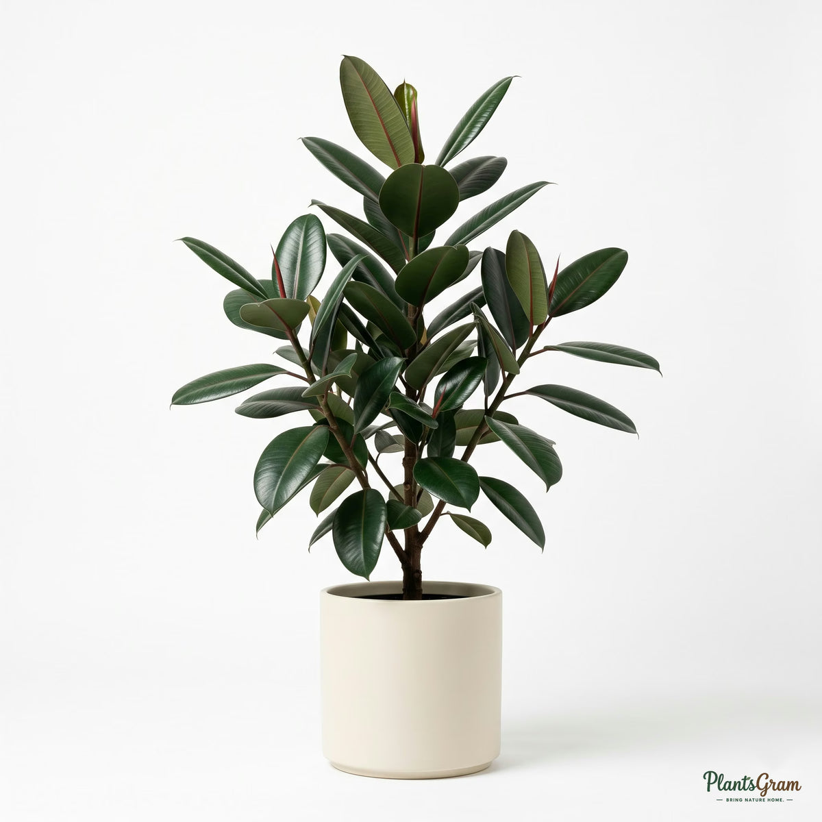 Potted Rubber Plant