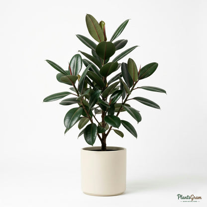 Potted Rubber Plant