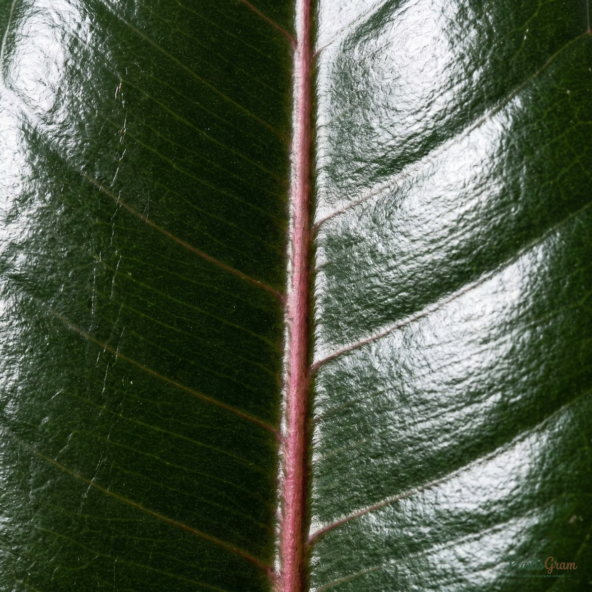 Close-up of glossy Rubber Plant leaf