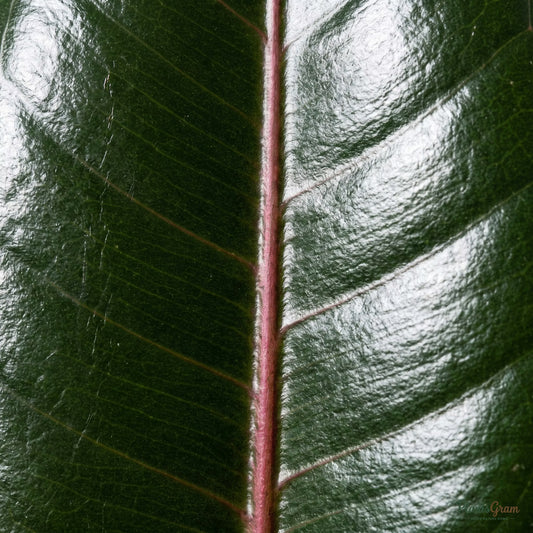 Close-up of glossy Rubber Plant leaf