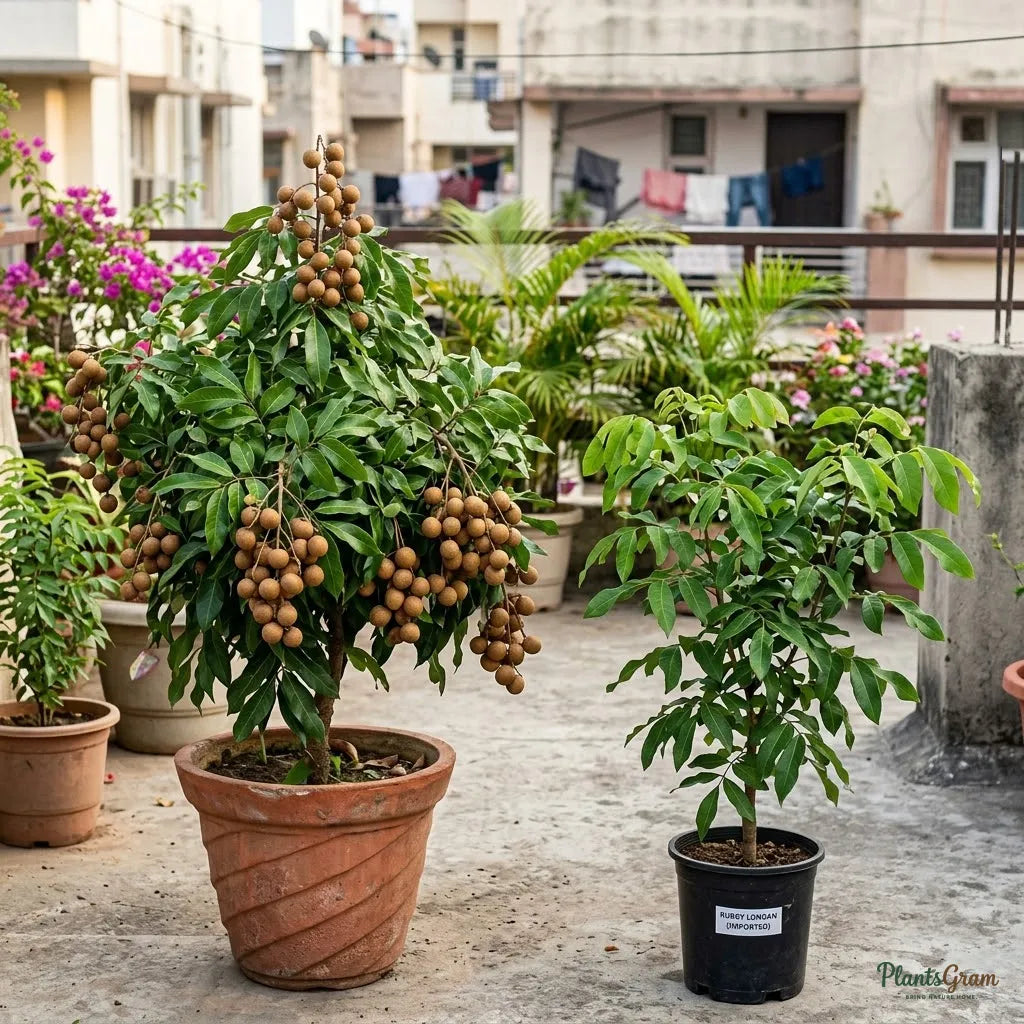 Ruby Longan (Imported) Fruit Plant