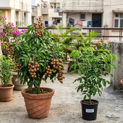 Ruby Longan (Imported) Fruit Plant