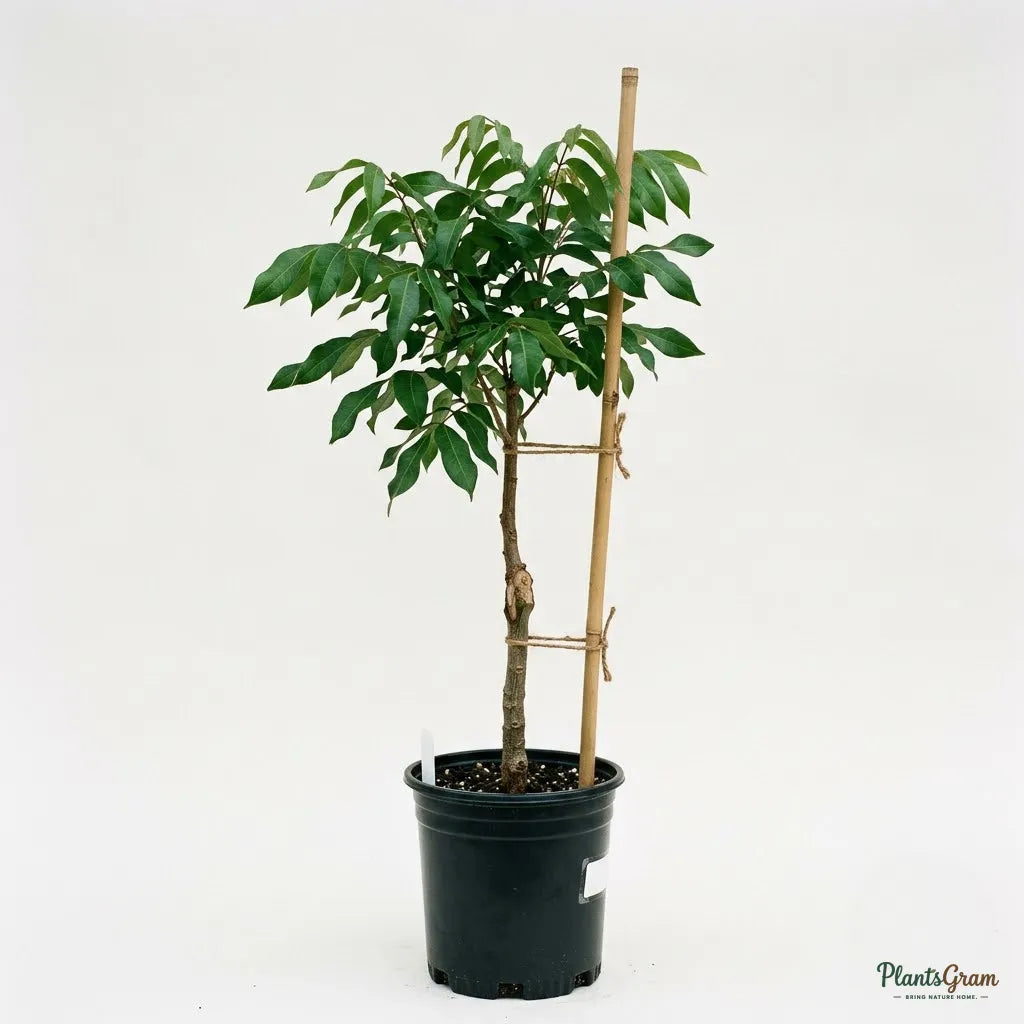 Ruby Longan (Imported) Fruit Plant