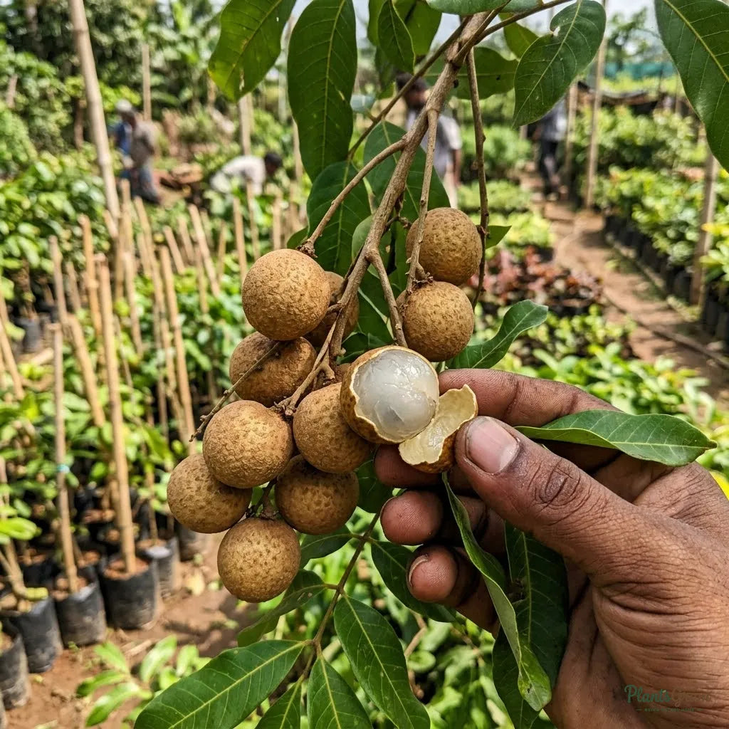 Ruby Longan (Imported) Fruit Plant