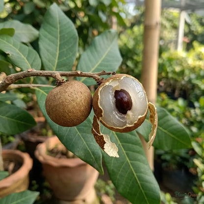 Ruby Longan (Imported) Fruit Plant