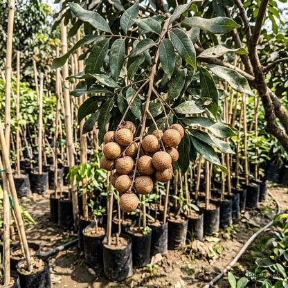 Ruby Longan (Imported) Fruit Plant