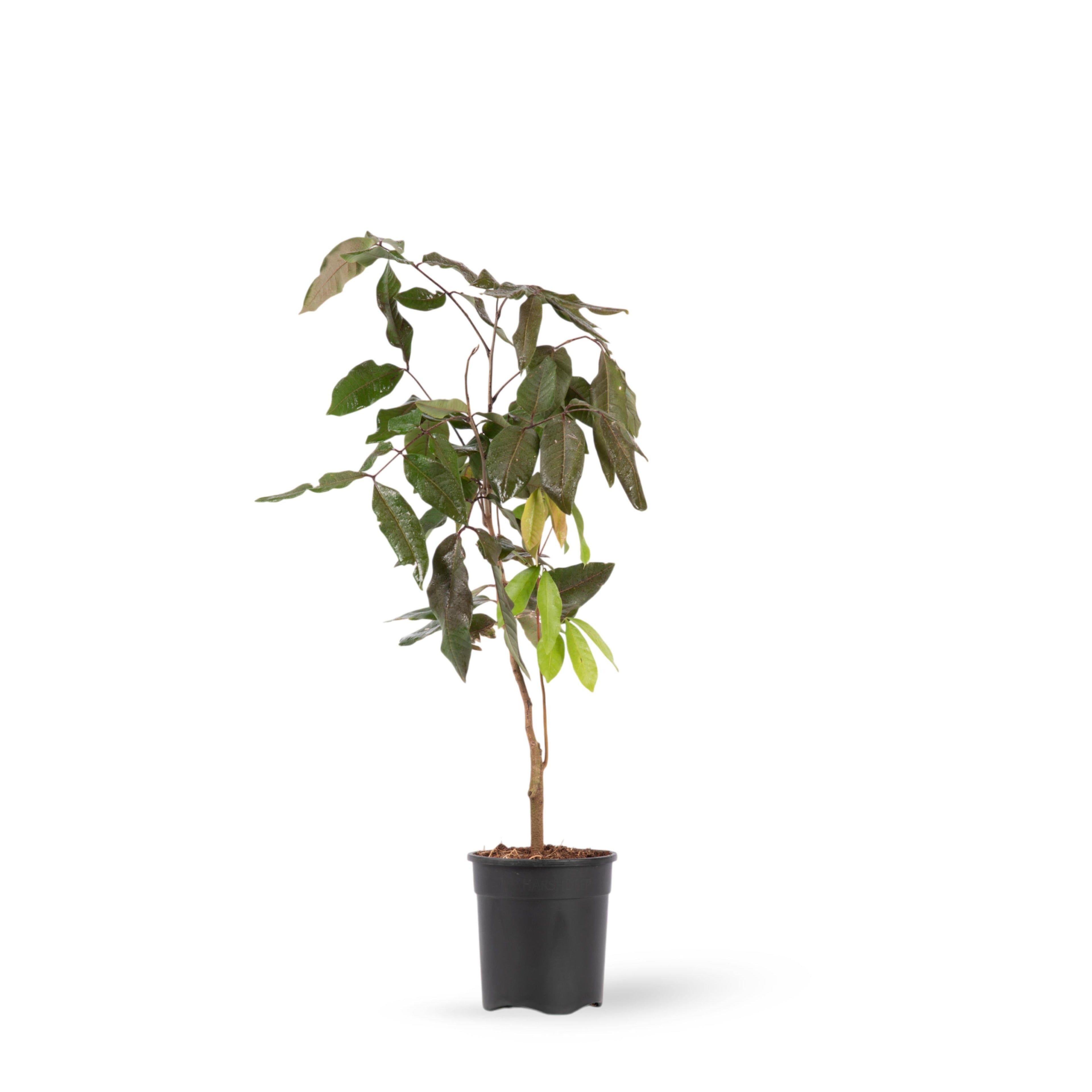 Rubby Longon (Imported) - Fruit Plant & Tree