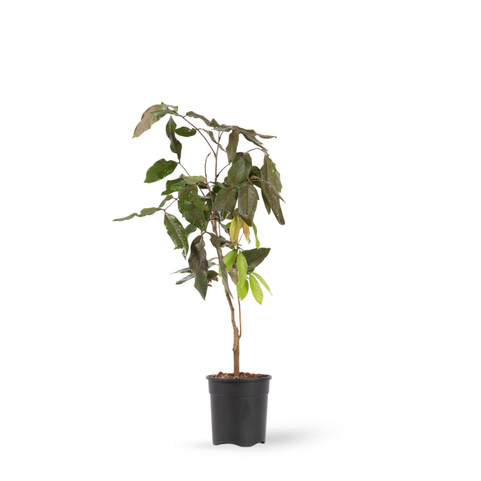 Rubby Longon (Imported) - Fruit Plant & Tree