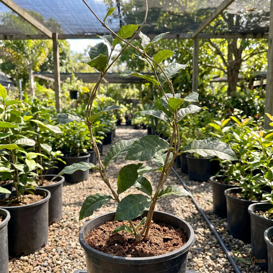 Petrea (Sandpaper Vine) nursery sapling in a black grow pot