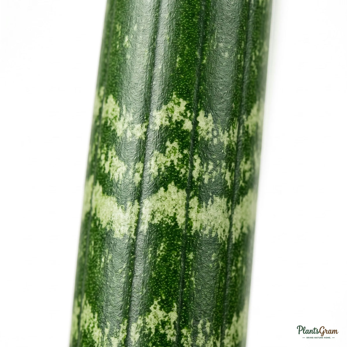 Close-up of a Sansevieria Cylindrica leaf cross-section