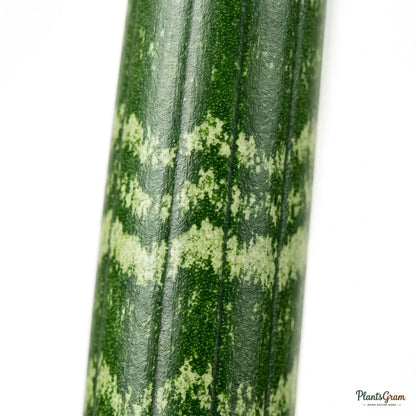 Close-up of a Sansevieria Cylindrica leaf cross-section