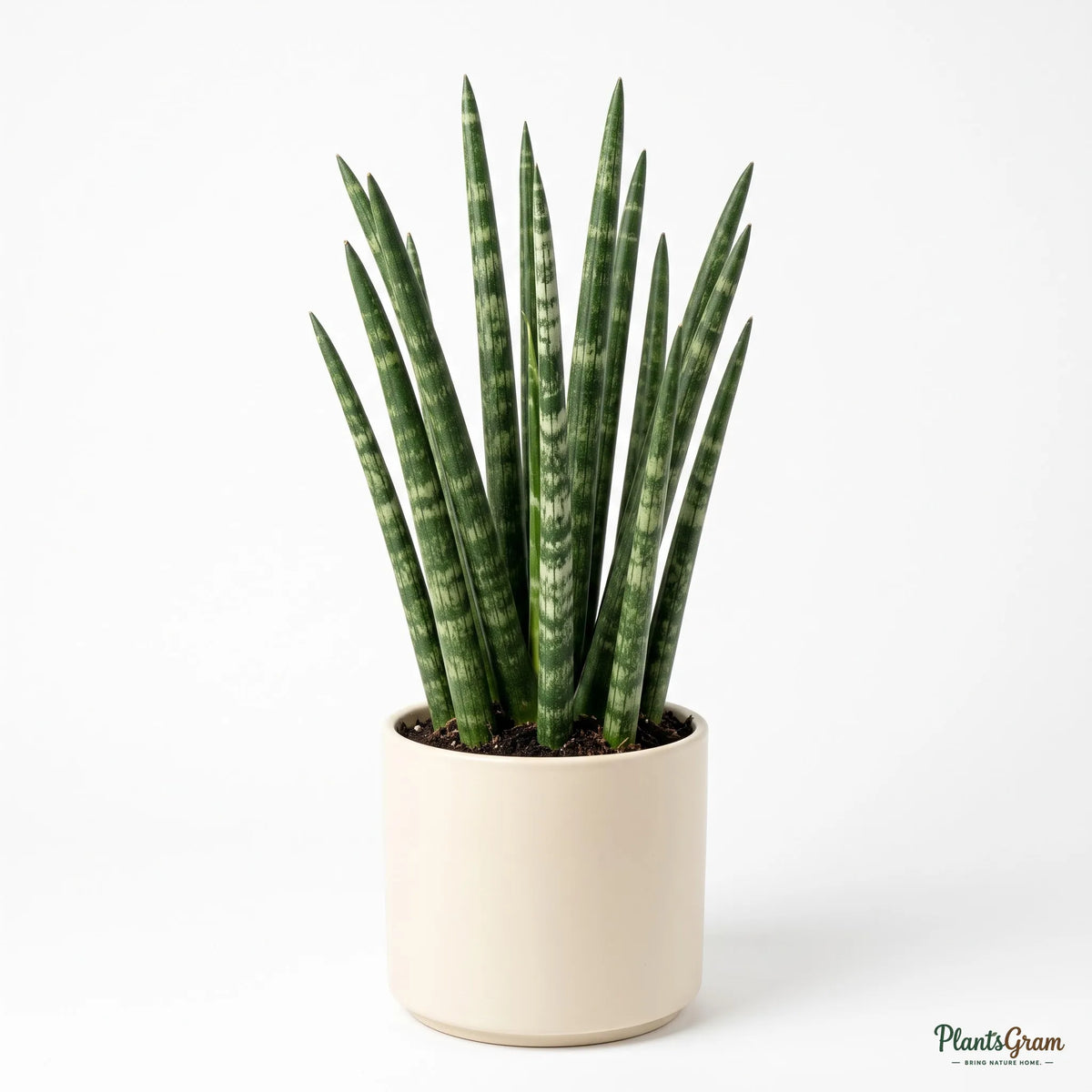 Potted Sansevieria Cylindrica plant