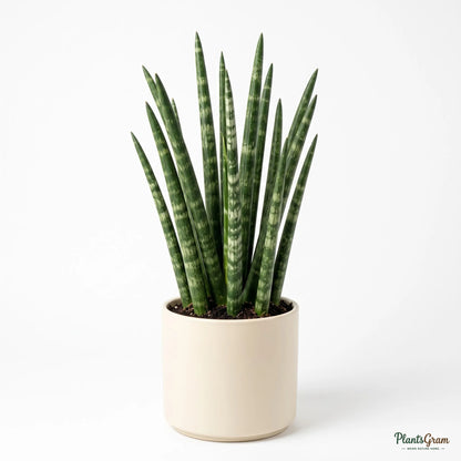 Potted Sansevieria Cylindrica plant