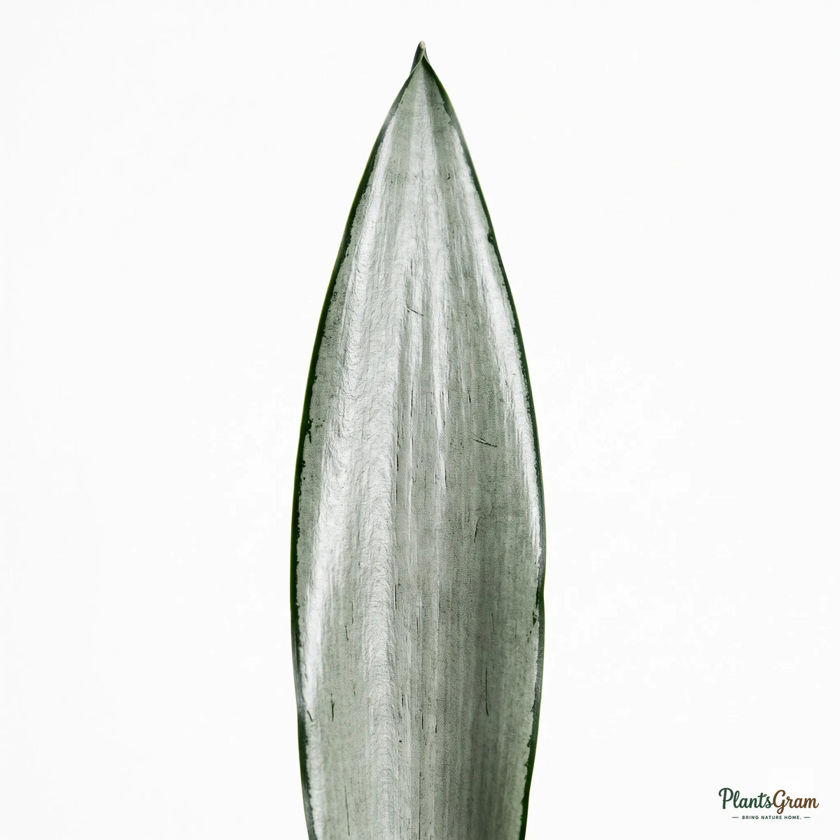 Close-up of Sansevieria Silver Steel leaf texture