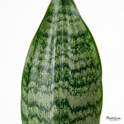 Close-up of Sansevieria Trifasciata leaf showing horizontal grey-green banding