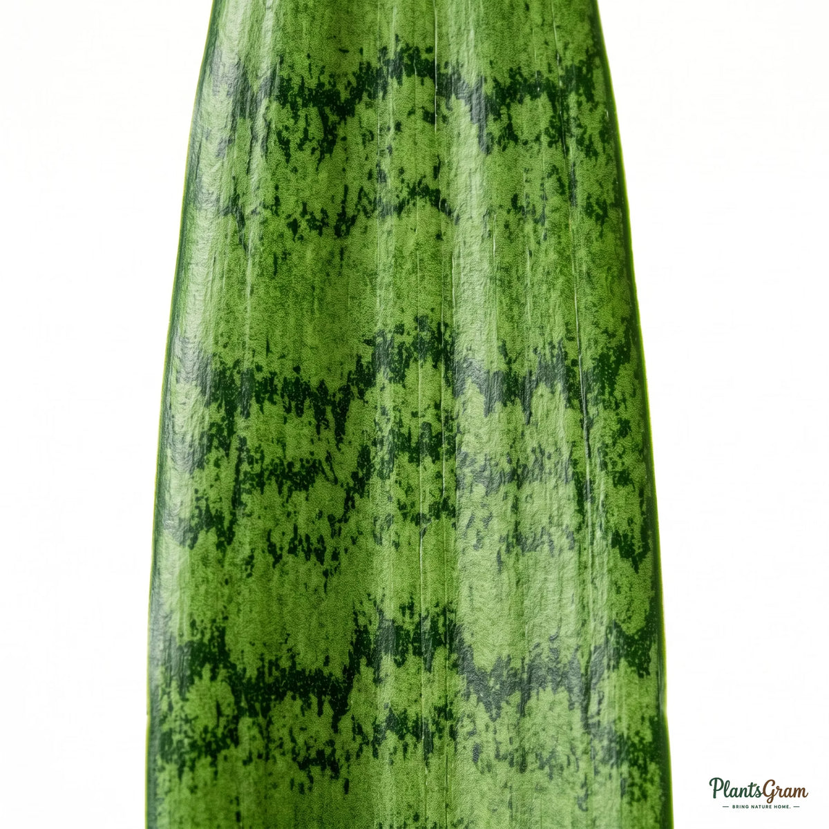 Close-up of Sansevieria Snake Plant leaf pattern