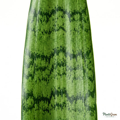 Close-up of Sansevieria Snake Plant leaf pattern