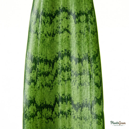 Close-up of Sansevieria Snake Plant leaf pattern