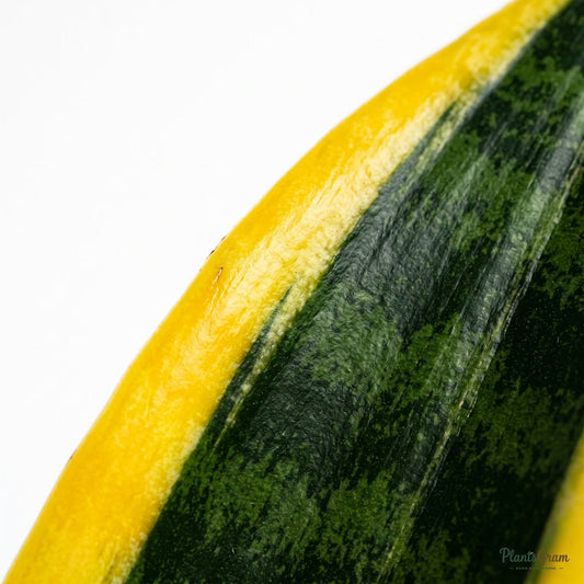 Close-up of Sansevieria Golden leaf edge showing golden-yellow banding