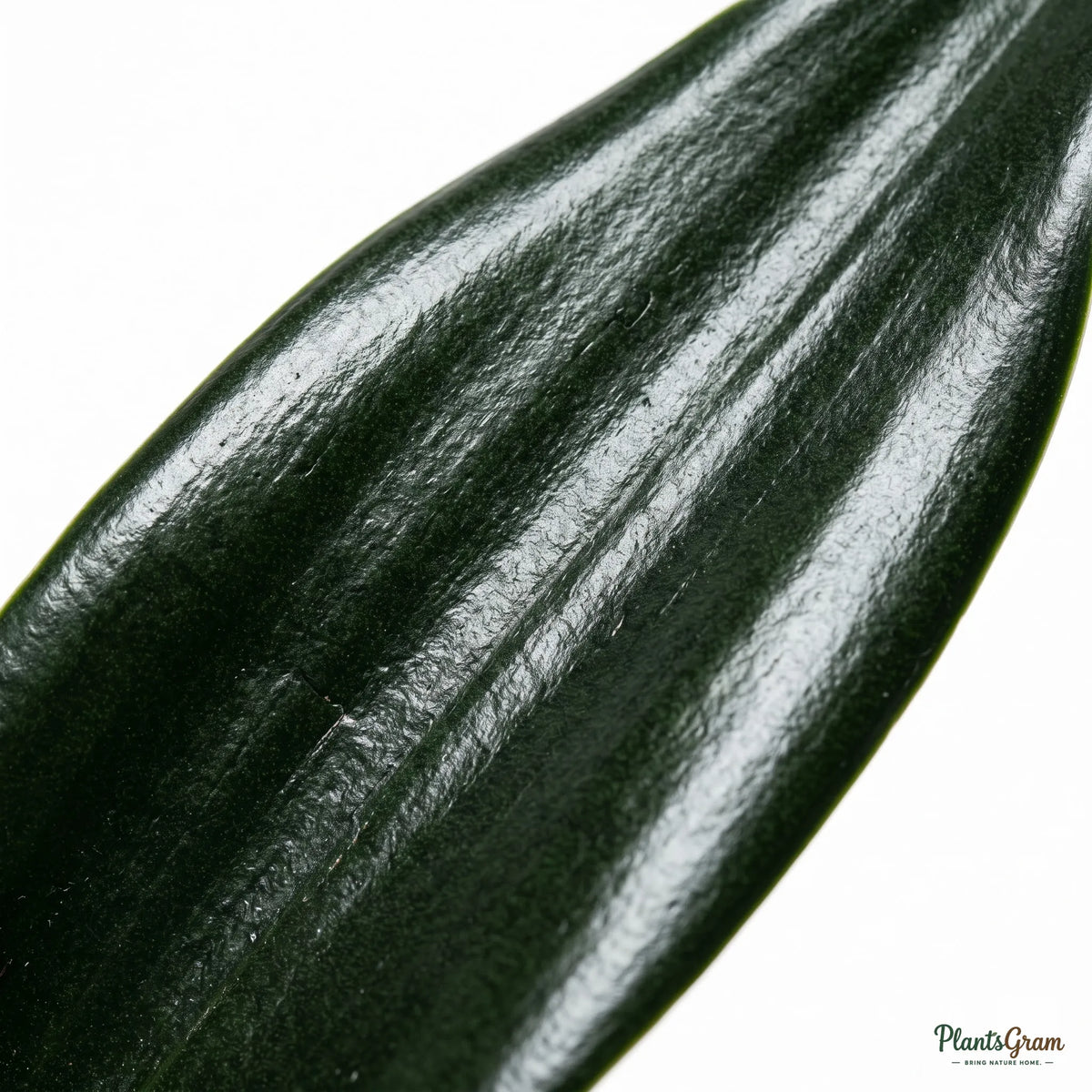 Close-up of Sansevieria Black Dragon's glossy dark leaf texture