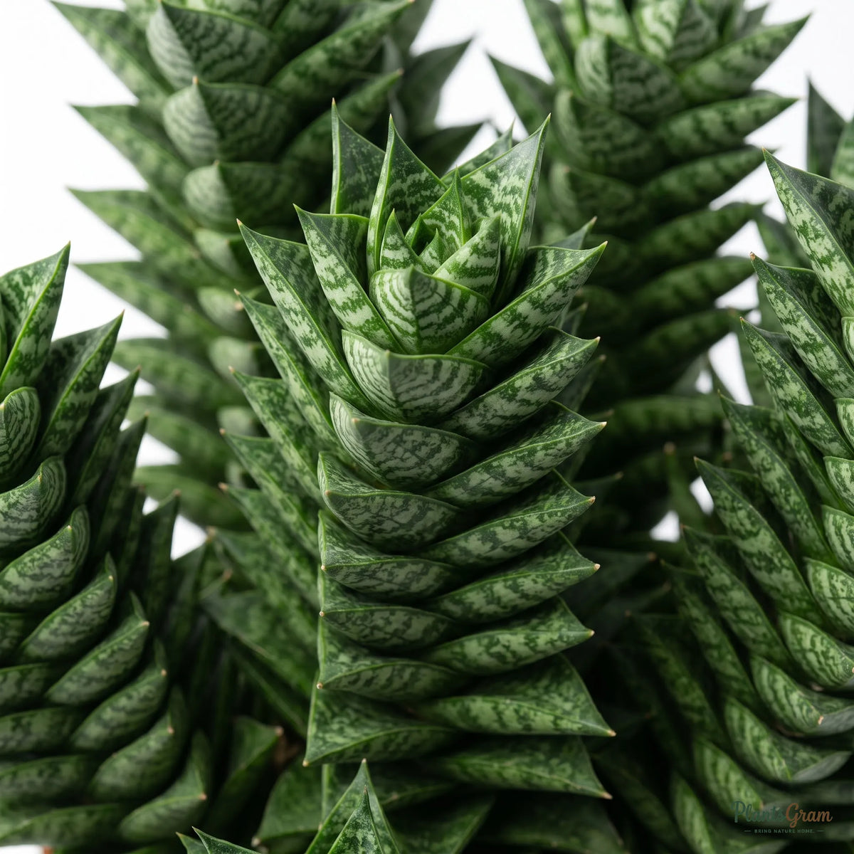 Close-up macro of Sansevieria Francisii mottled leaf pattern