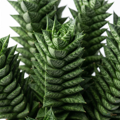 Close-up macro of Sansevieria Francisii mottled leaf pattern