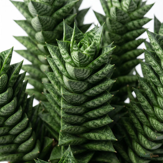 Close-up macro of Sansevieria Francisii mottled leaf pattern