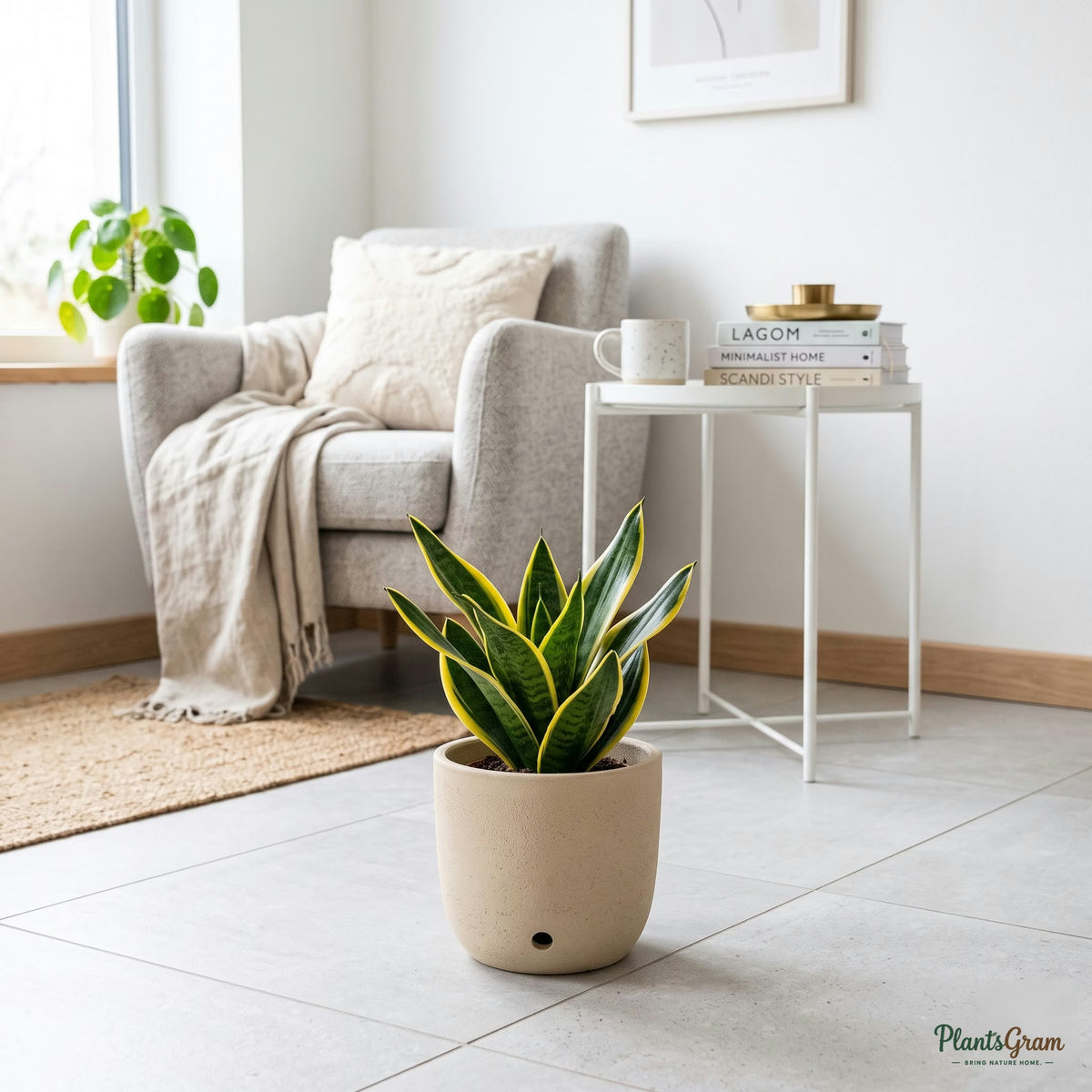 Sansevieria Golden Small snake plant in a beige planter, showing yellow leaf margins