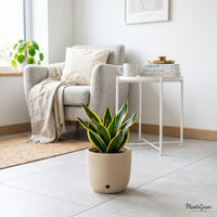 Sansevieria Golden Small snake plant in a beige planter, showing yellow leaf margins
