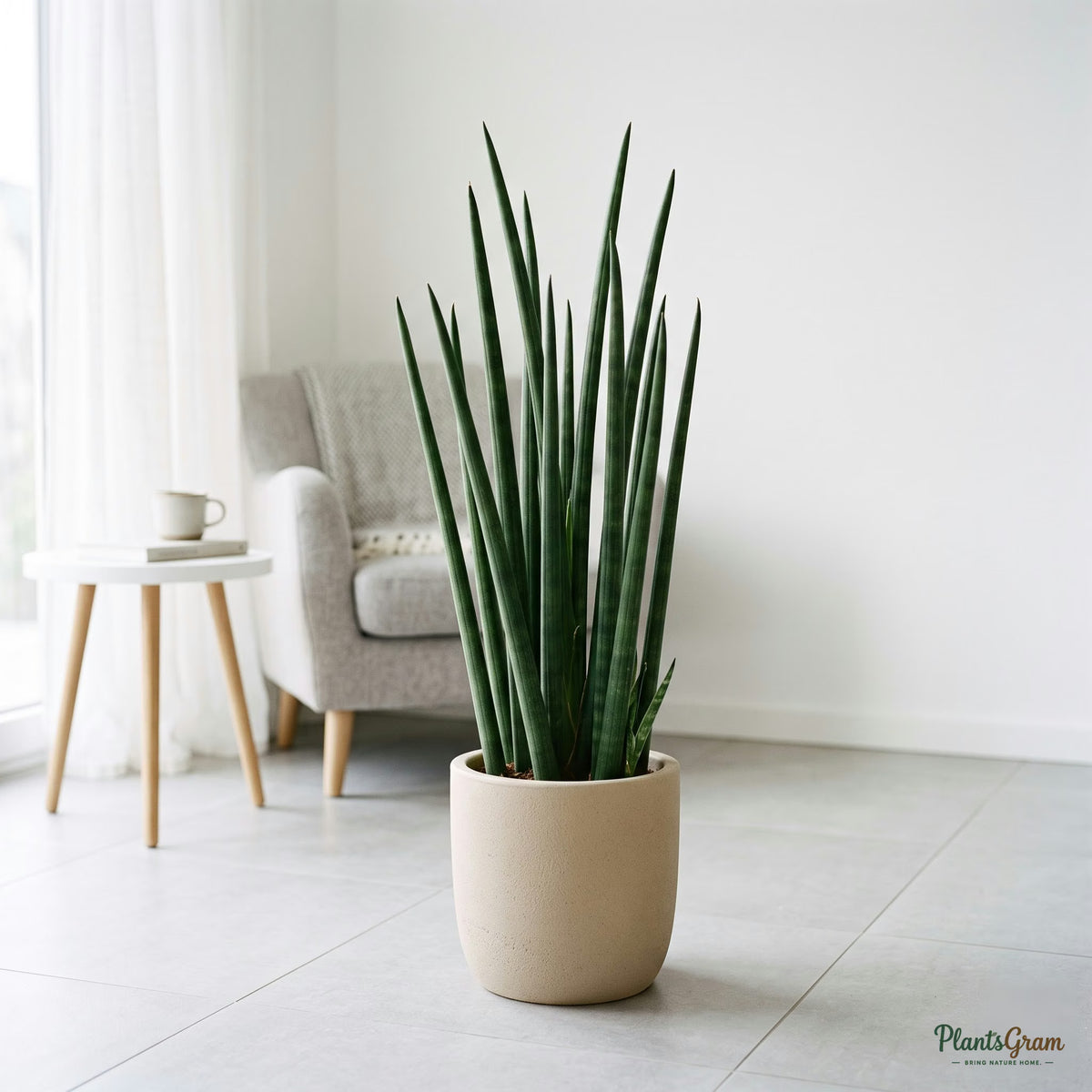 Sansevieria Cylindrica Long plant in a beige planter, showing tall rounded leaves