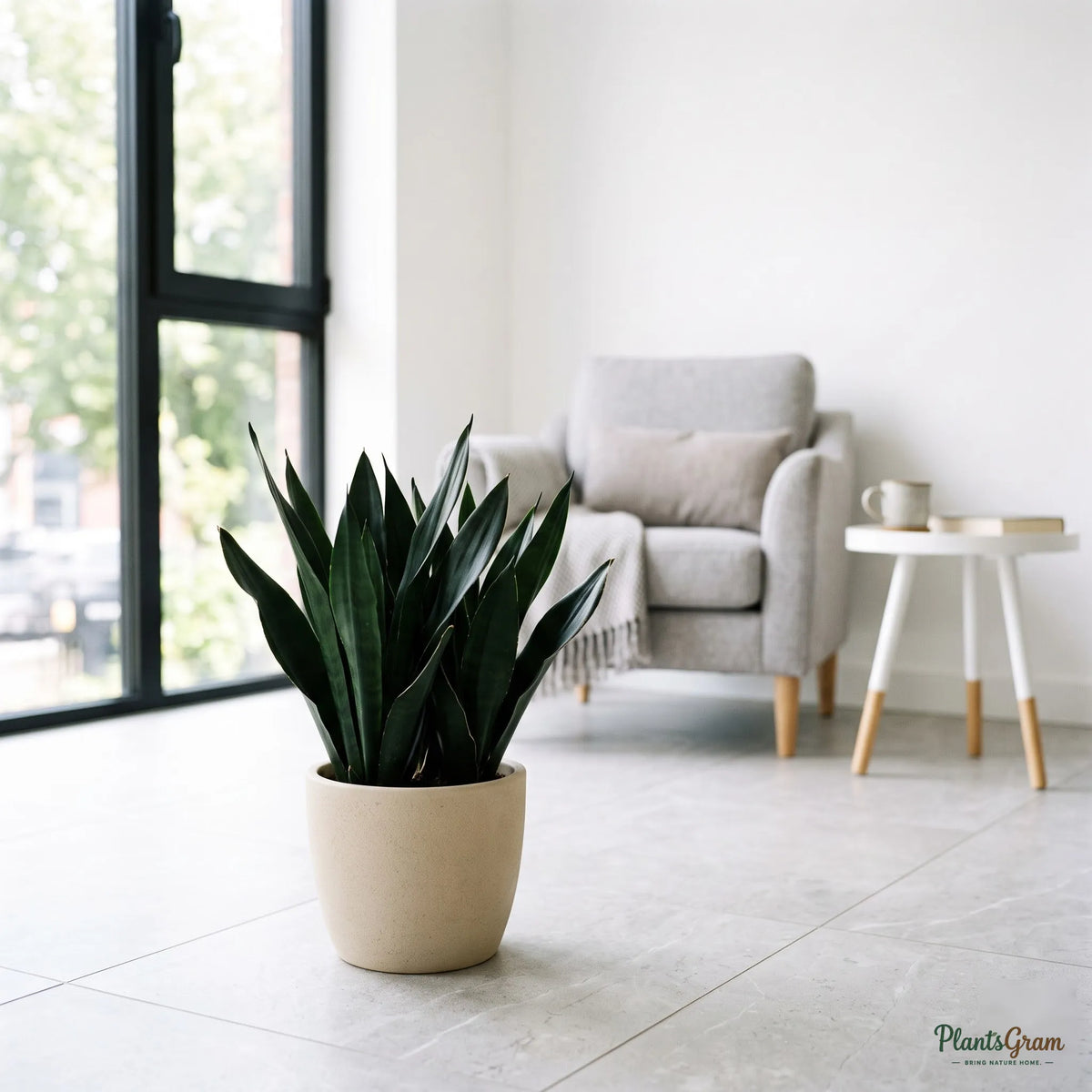 Sansevieria Black Dragon snake plant in a beige planter