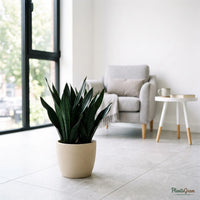Sansevieria Black Dragon snake plant in a beige planter