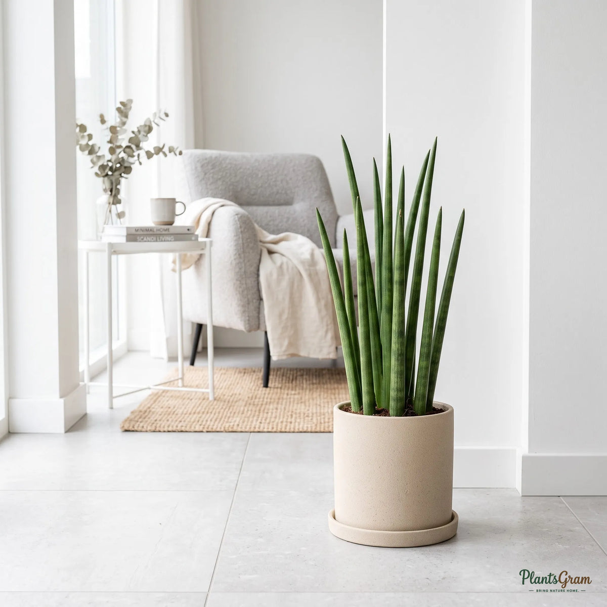 Sansevieria Cylindrica plant in a beige planter