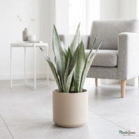Sansevieria Silver Steel snake plant with upright silvery-gray leaves in a beige planter