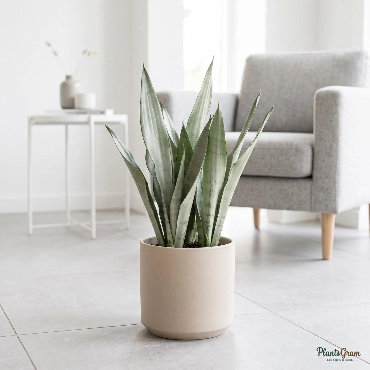 Sansevieria Green Long (Snake Plant)