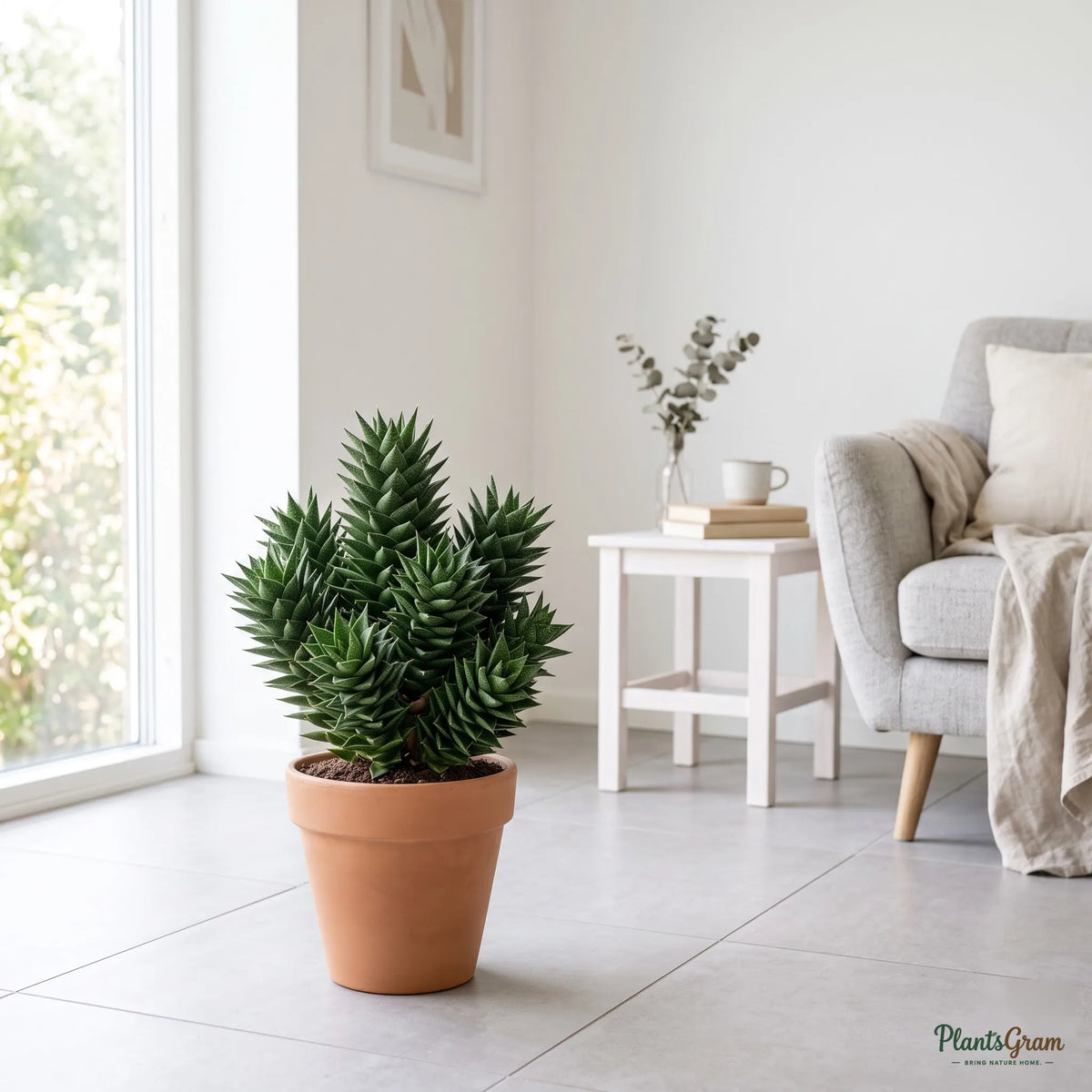 Sansevieria Francisii plant with stacked spiral rosette leaves in a terracotta pot