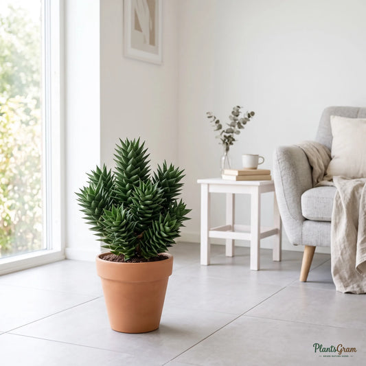 Sansevieria Francisii plant with stacked spiral rosette leaves in a terracotta pot