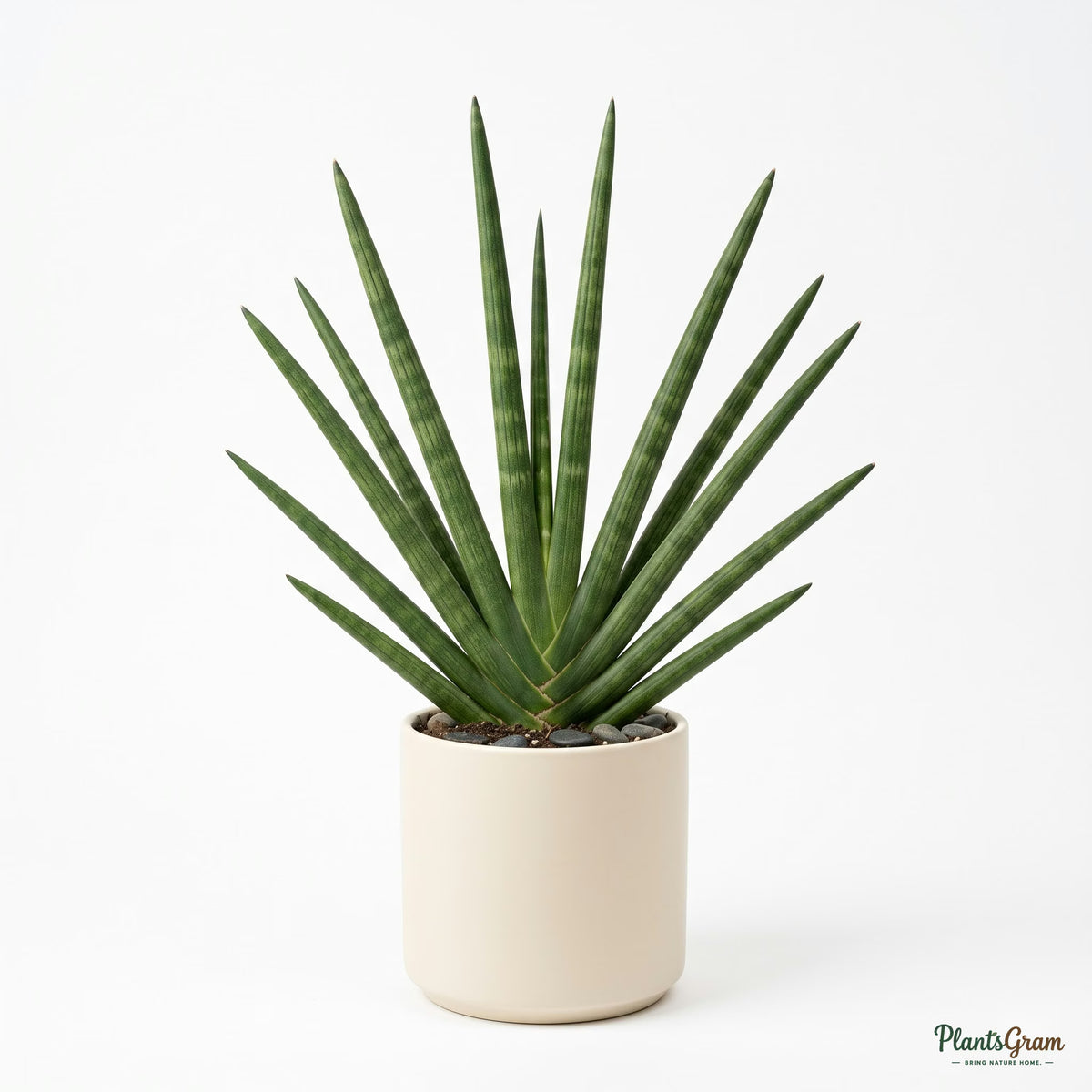 Sansevieria Cylindrica plant in a white pot