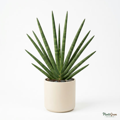 Sansevieria Cylindrica plant in a white pot