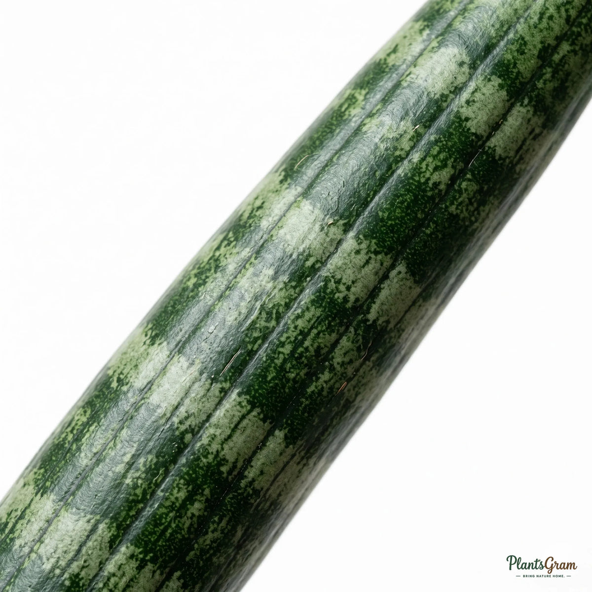 Close-up of a Sansevieria Cylindrica leaf