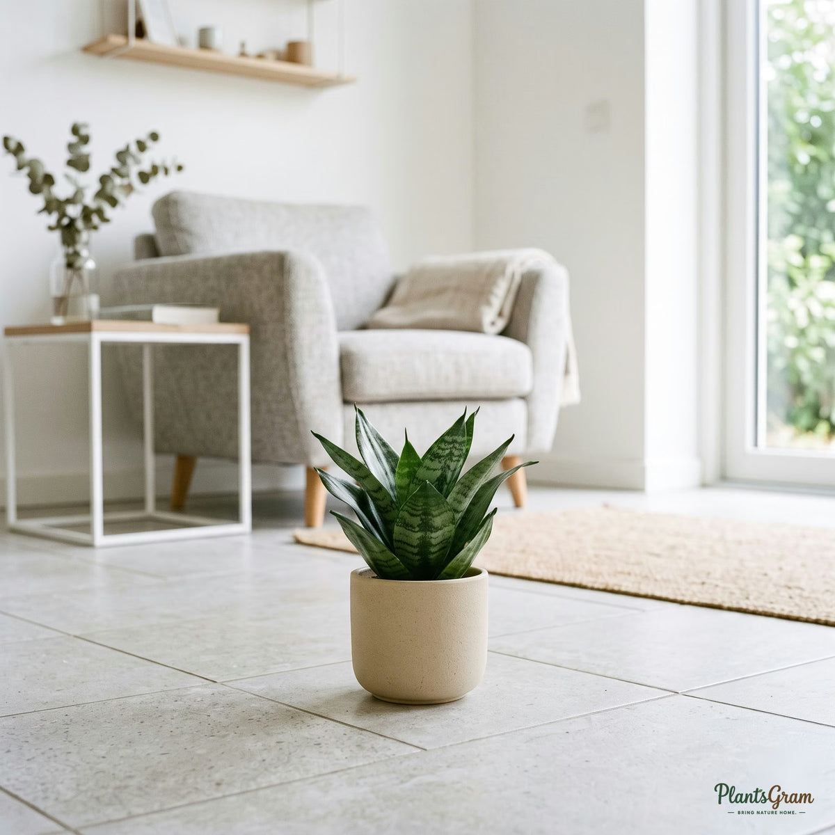 Dwarf Sansevieria Trifasciata snake plant in a beige pot on a tiled floor
