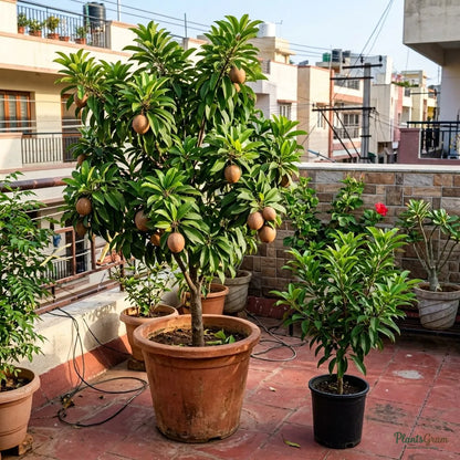 Sapota / Chikoo (Grafted) - Cricket Ball Variety