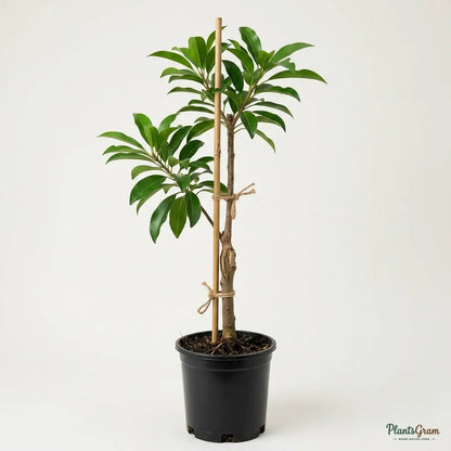 Sapota / Chikoo (Grafted) - Cricket Ball Variety