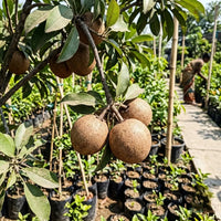 Sapota / Chikoo (Grafted) - Cricket Ball Variety