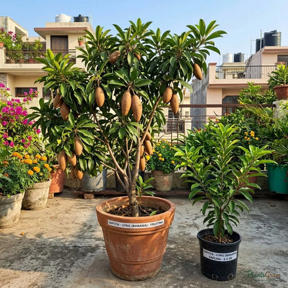 Sapota (Grafted) - Long Banana Variety