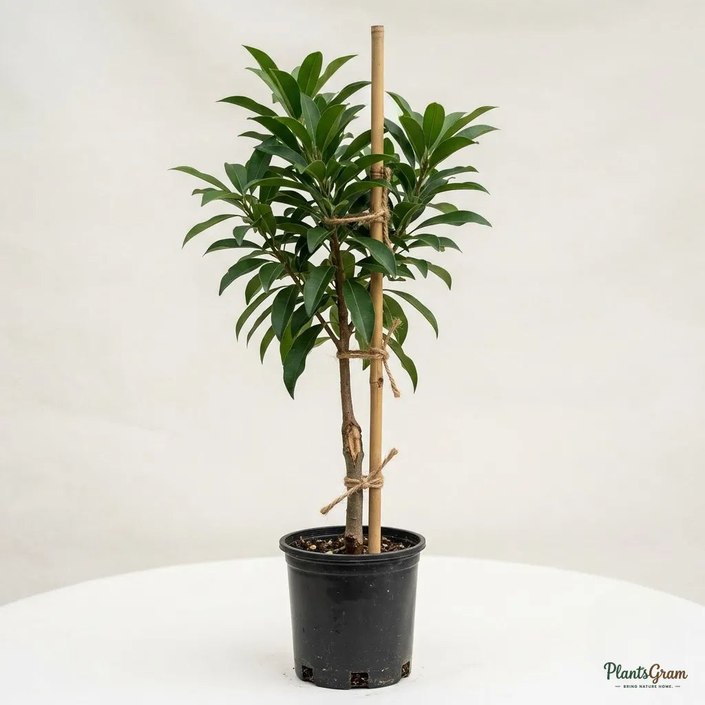 Sapota (Grafted) - Long Banana Variety