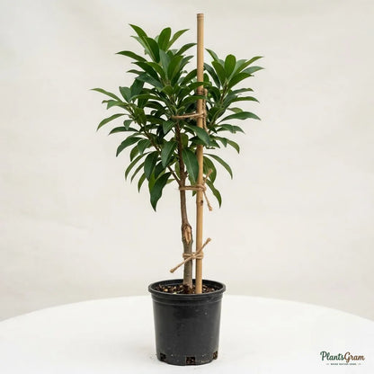 Sapota (Grafted) - Long Banana Variety